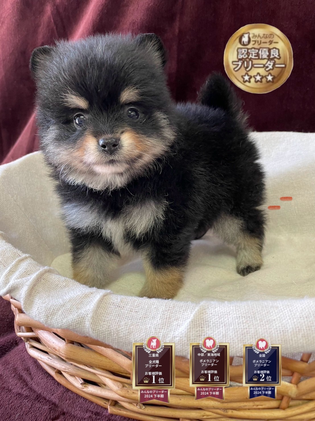 【三重県】ポメラニアン専門ブリーダー｜家族経営のシーザーズケンネルの写真