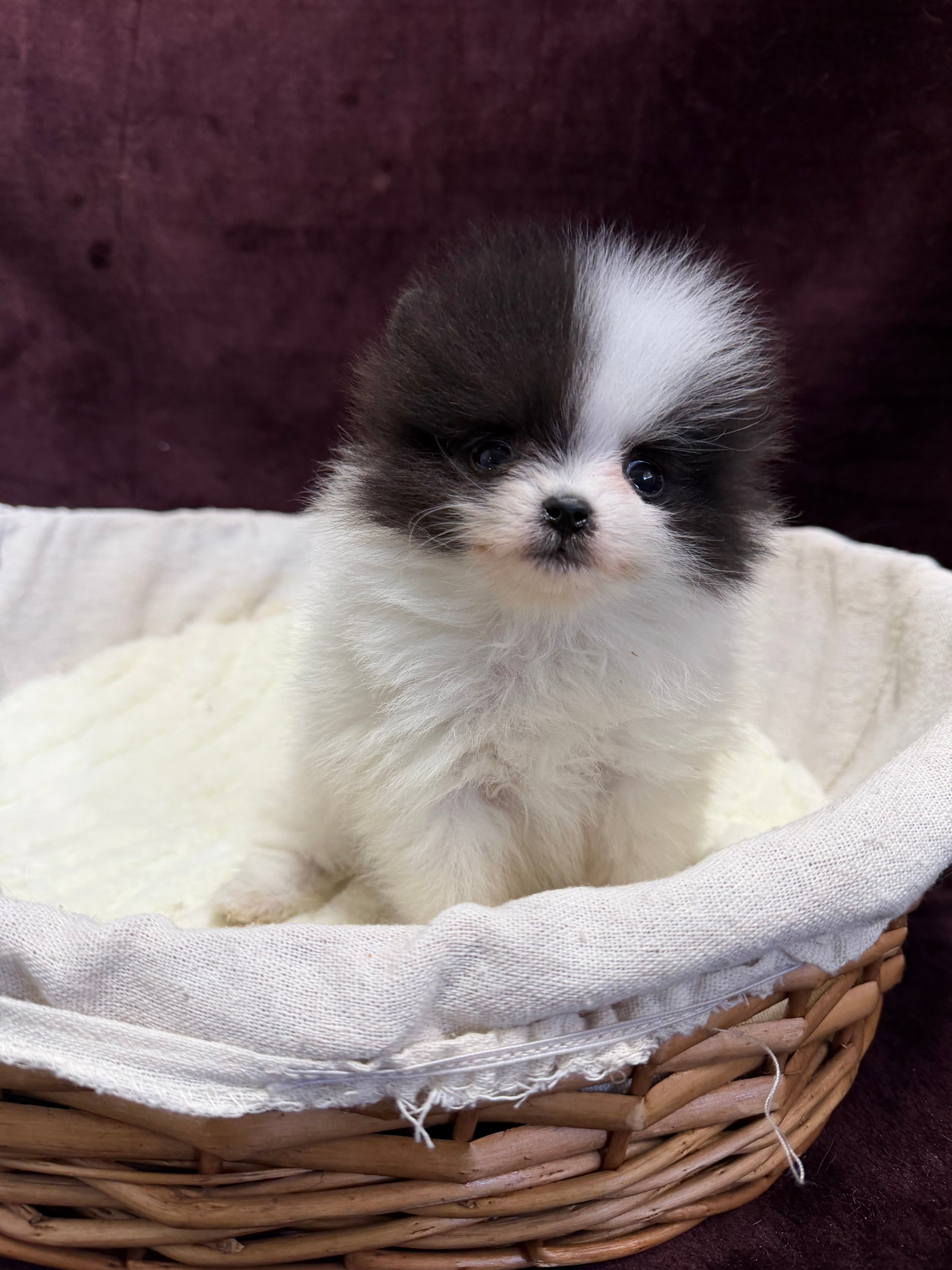 ブリーダーとの直接取引でリーズナブルにお迎えの写真