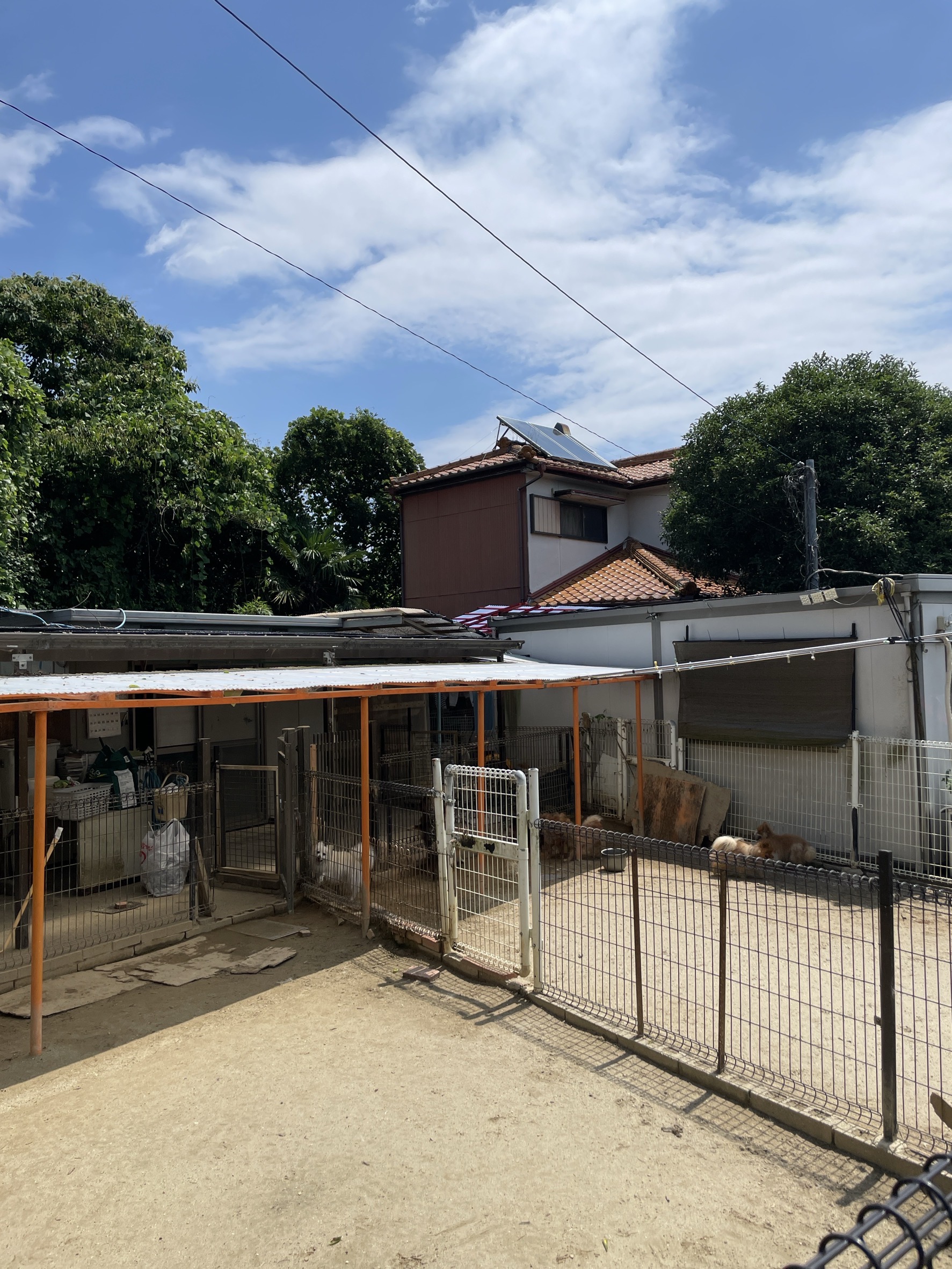 シーザーズケンネルの紹介写真_1枚目