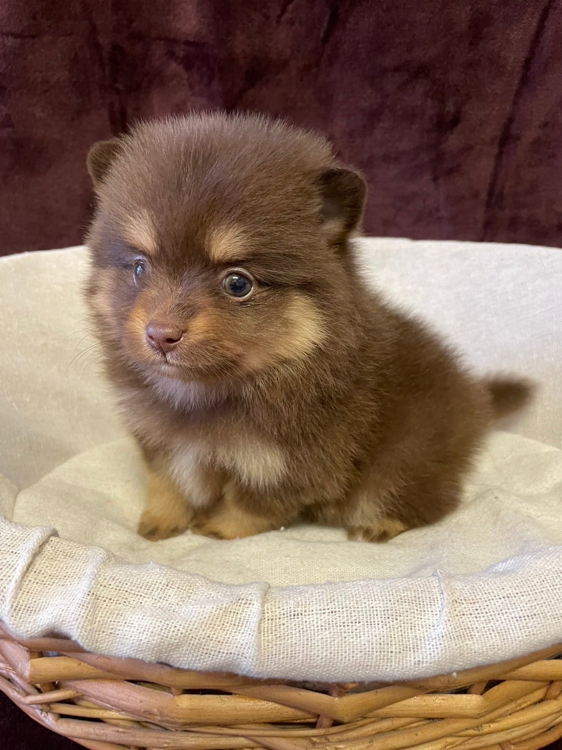 シーザーズケンネルの紹介写真_2枚目