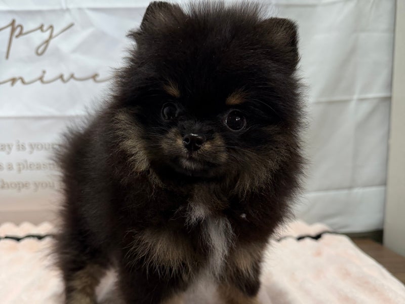 シーザーズケンネルの画像