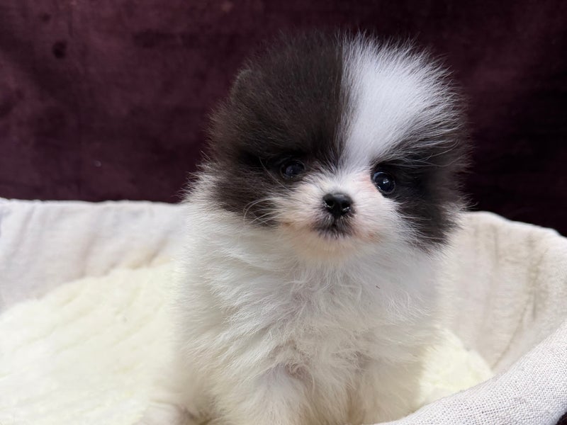 シーザーズケンネルの画像